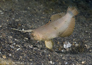 Razorfish. Lembeh straits. D200, 60mm. by Derek Haslam 